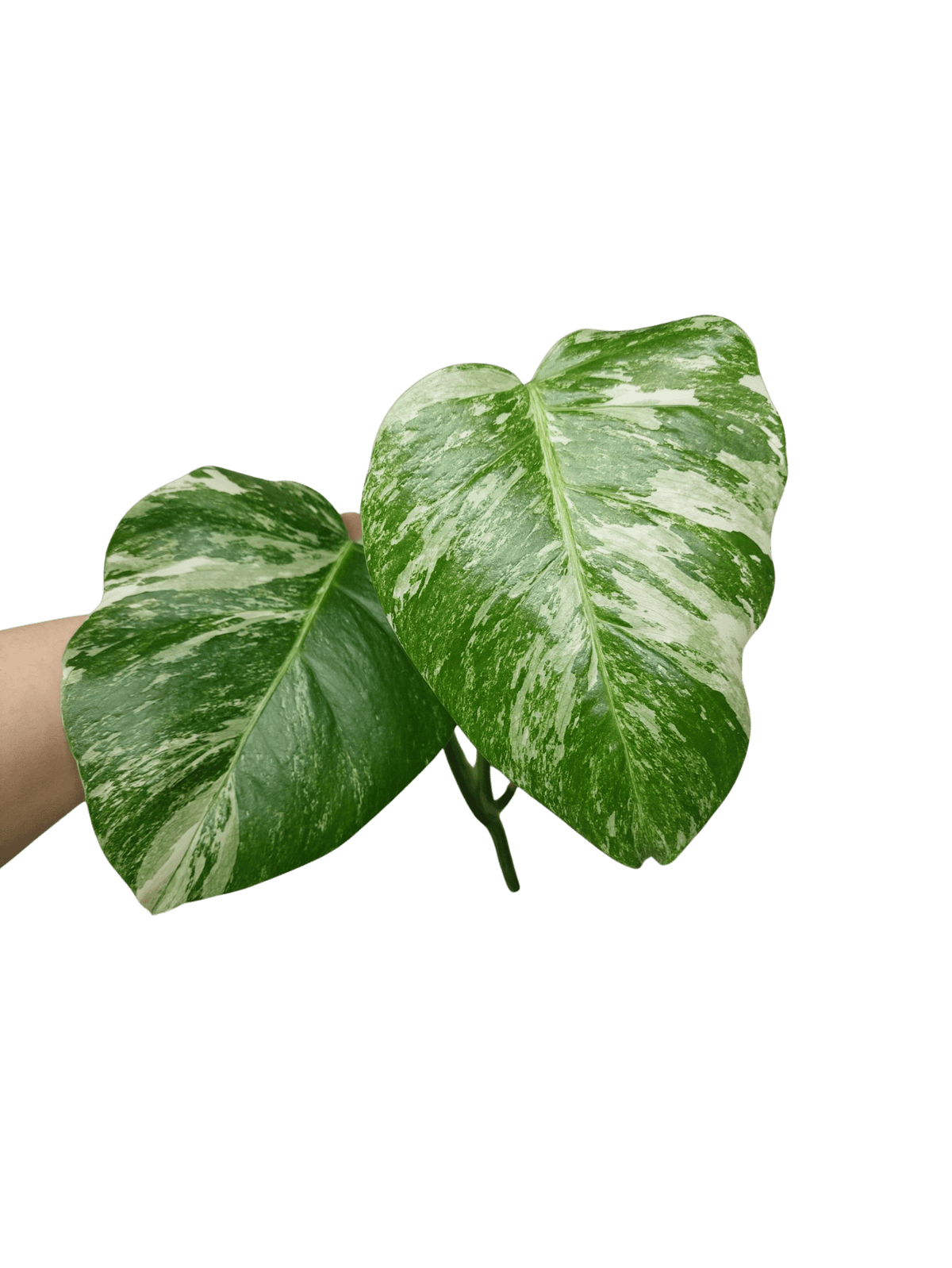 Monstera Variegata Steckling (zum aussuchen)