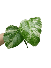 Monstera Variegata Steckling (zum aussuchen)
