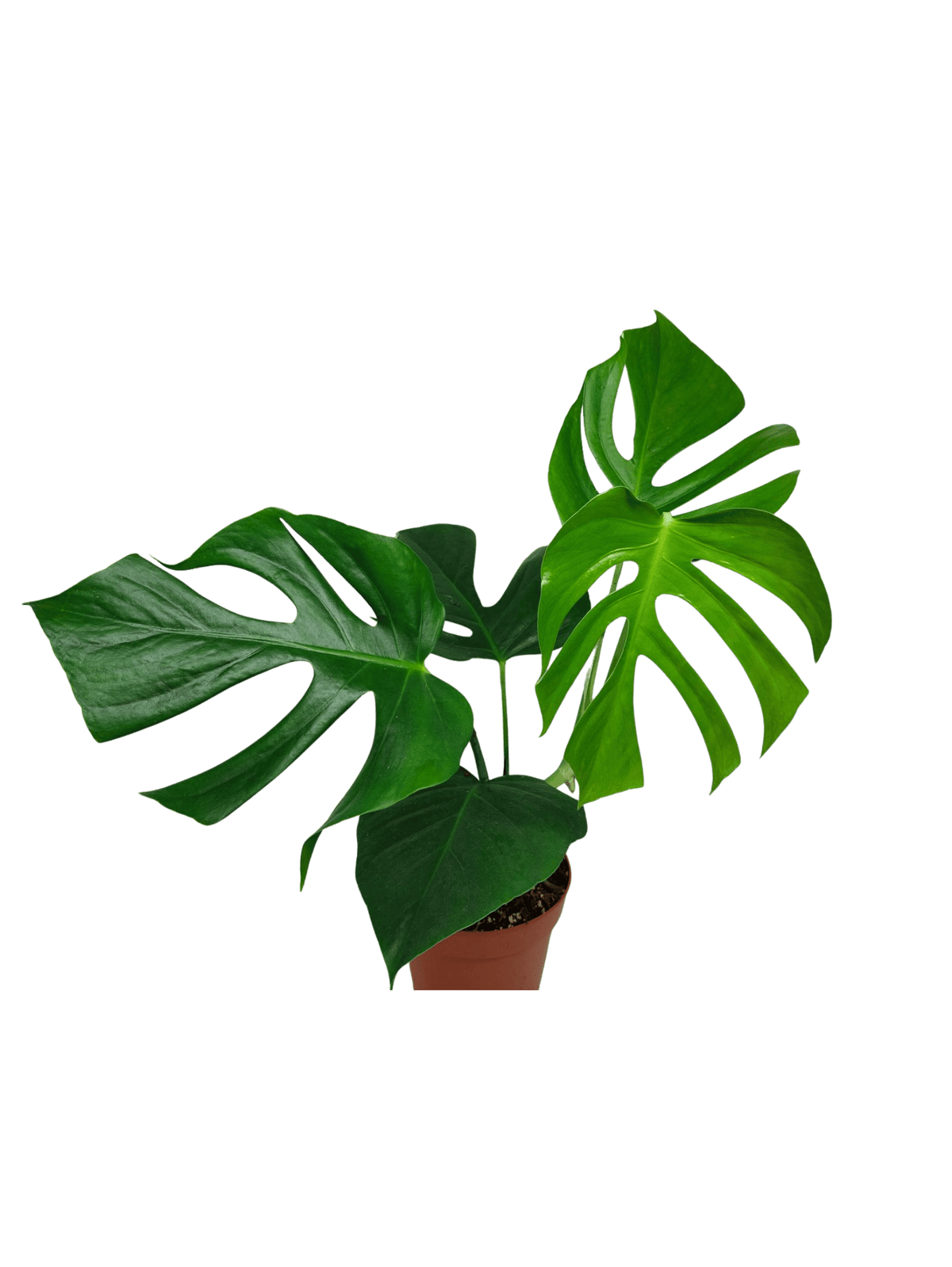 Monstera Sierrana