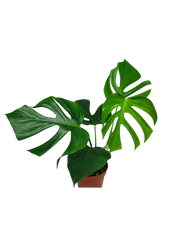 Monstera Sierrana