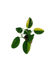 Monstera Karstenianum Peru Variegata