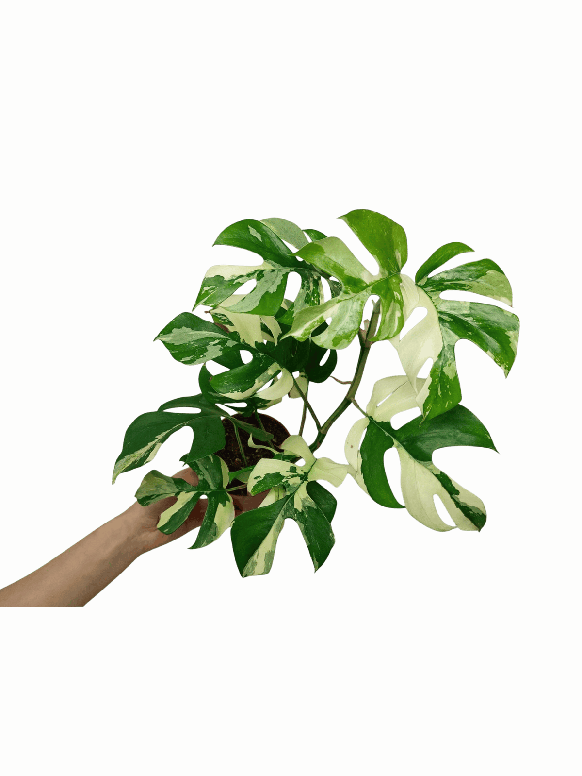 Monstera Minima / Raphidophora Tetrasperma Variegata