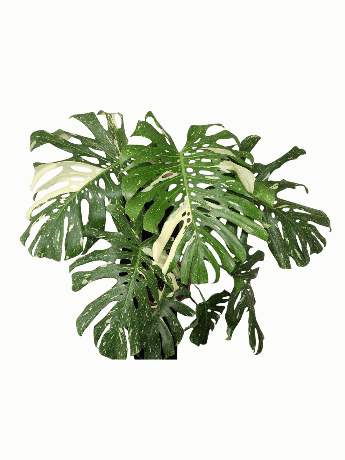 Monstera Thai Constellation XXL