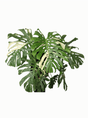 Monstera Thai Constellation XXL