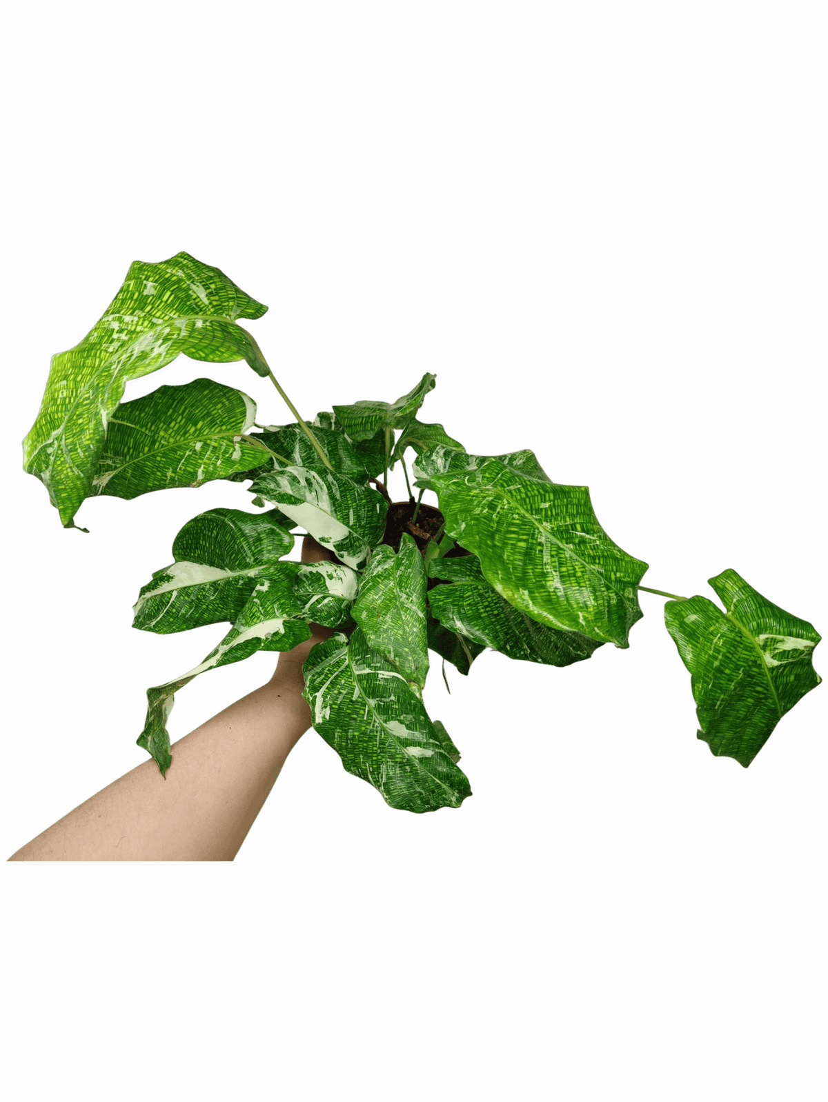 Calathea Musaica (Network) Variegata
