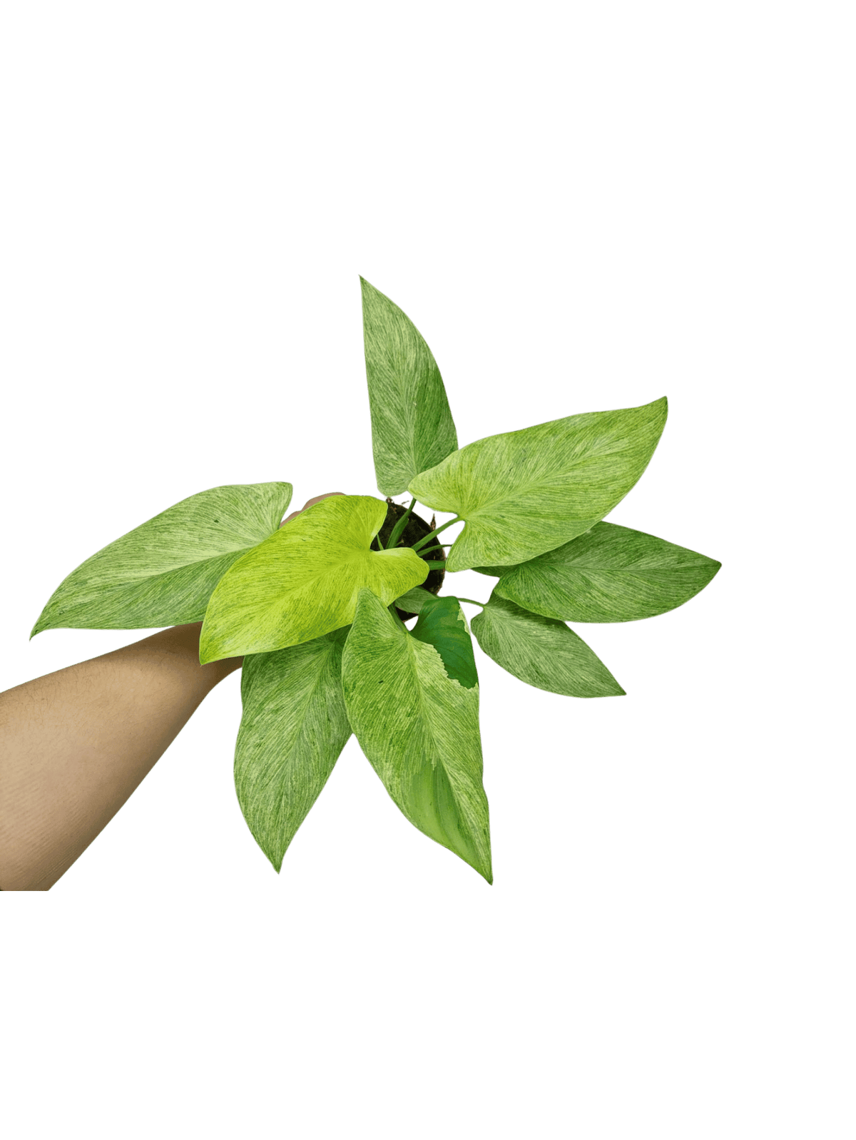 Homalomena Sulcata Cream Frost