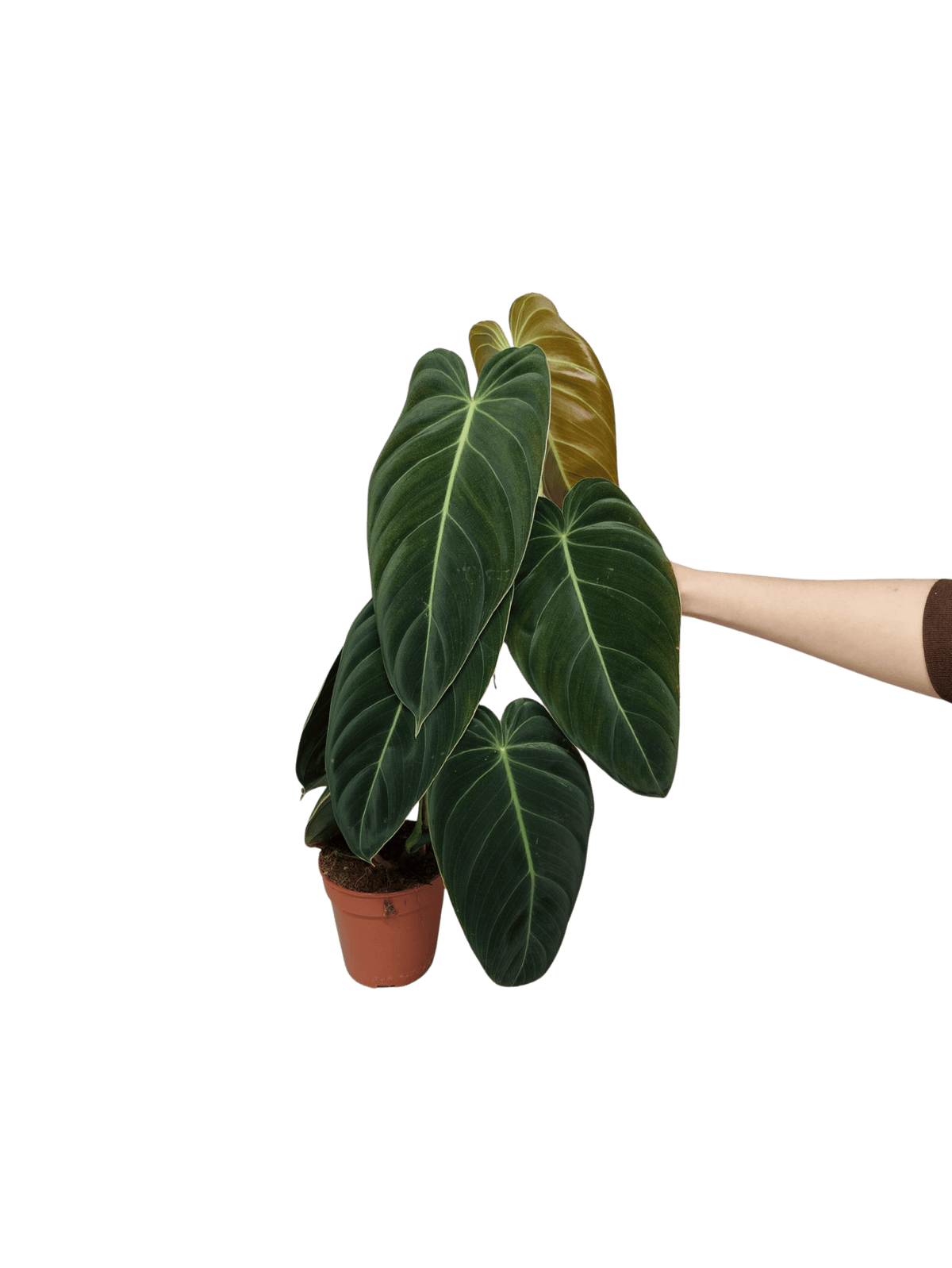 Philodendron Melanochrysum