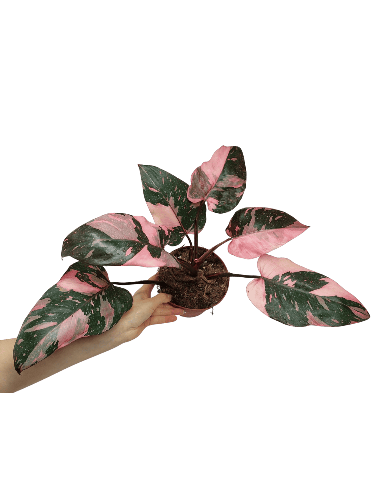 Philodendron Pink Princess Galaxy