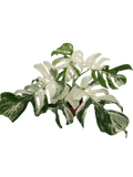 Monstera Variegata (zum aussuchen)