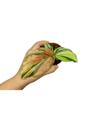 Kaempferia Pulchra Marble Variegata