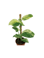 Scindapsus Jade Satin Marble