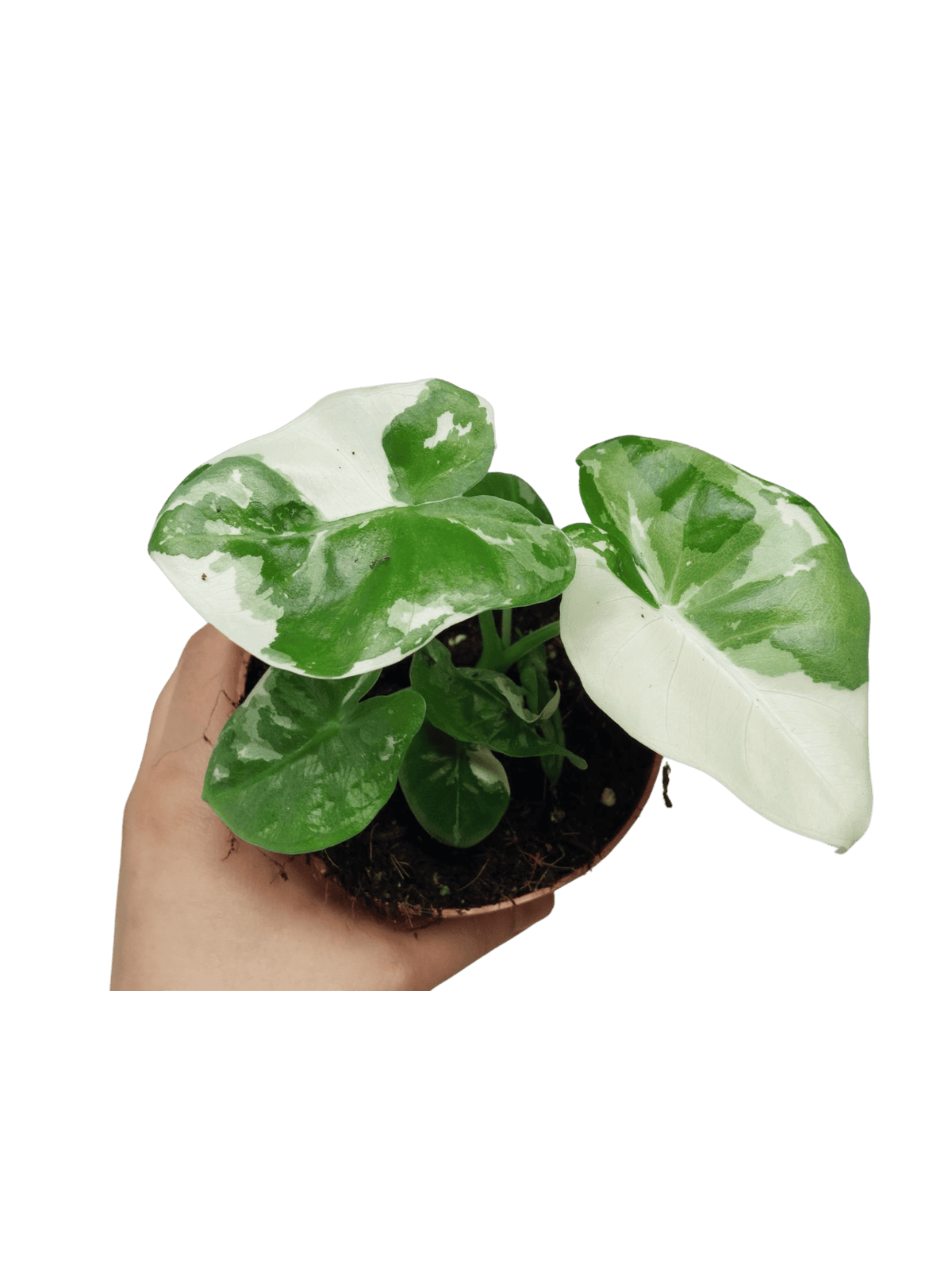 Alocasia Macrorrhiza Variegata