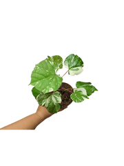 Hibiscus Variegata