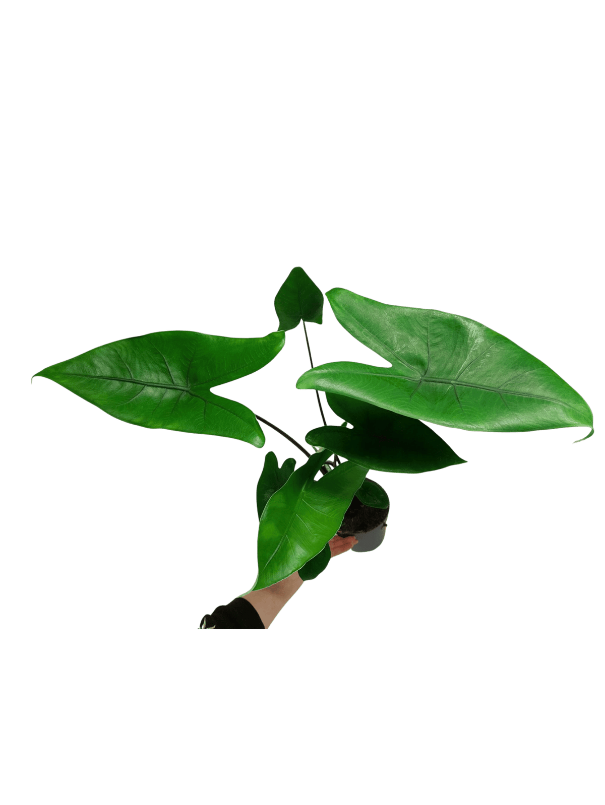 Alocasia Zebrina Black Stem