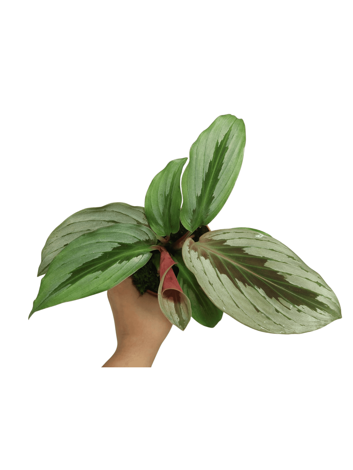 Kaempferia Aurantifolia Jungle