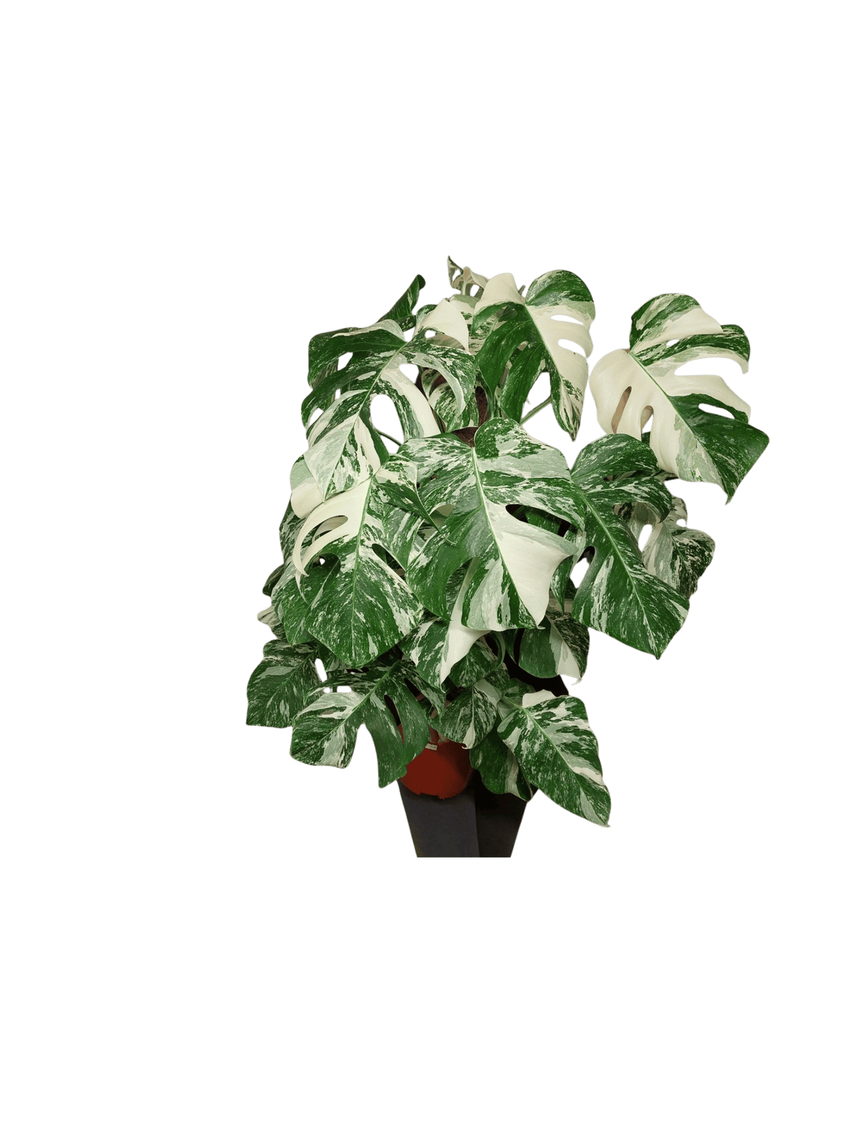Monstera Variegata buschig