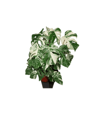 Monstera Variegata buschig