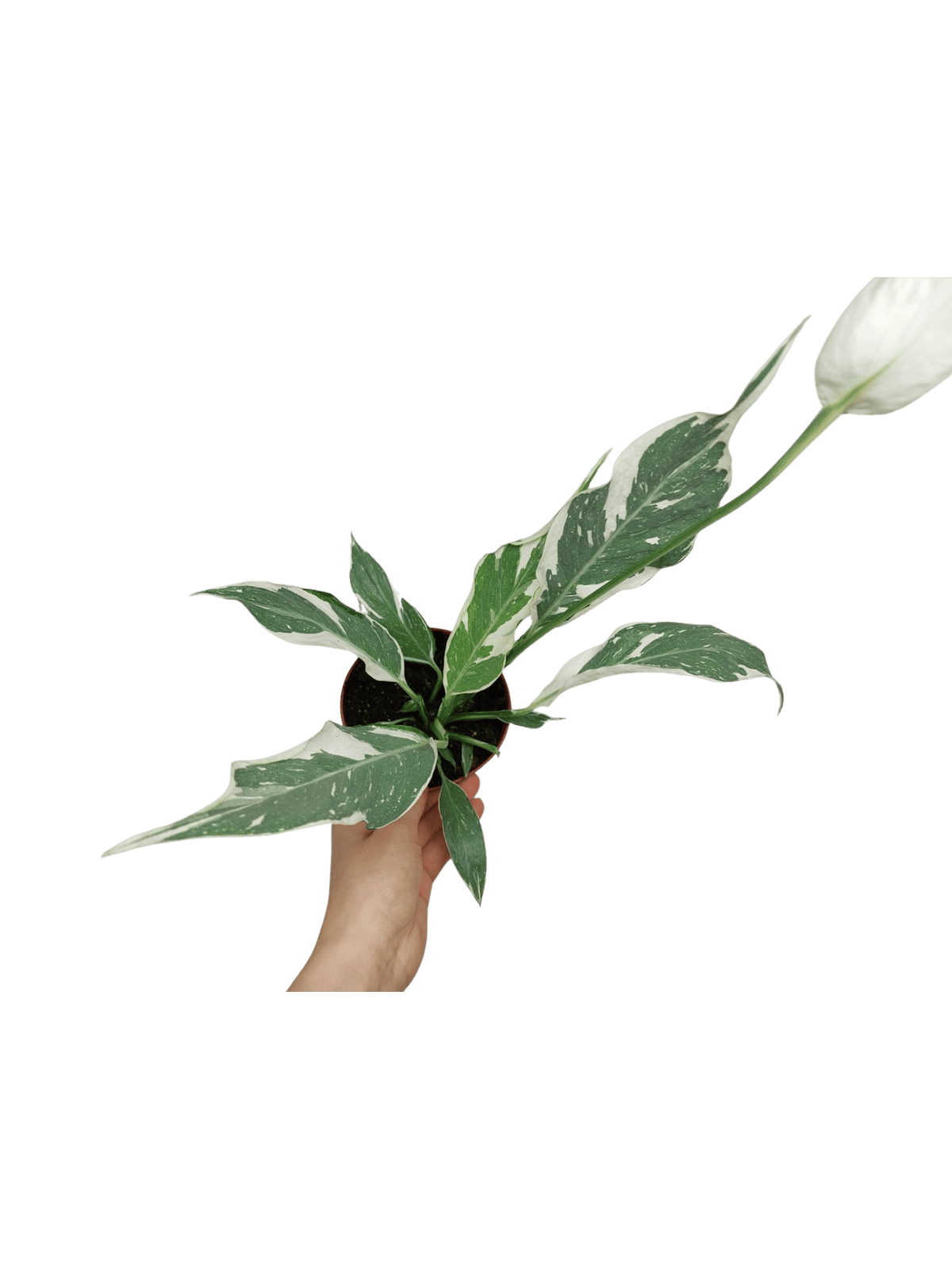 Spathiphyllum Diamond Silver Mutation