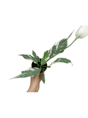 Spathiphyllum Diamond Silver Mutation