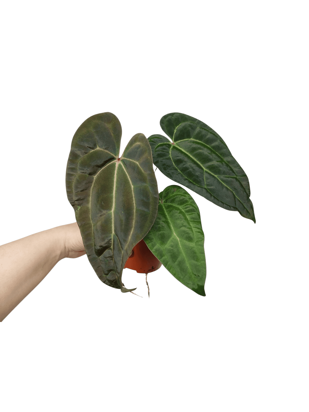 Anthurium Ace of Spades x Crystallinum Hybrid