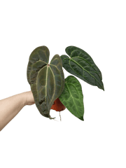 Anthurium Ace of Spades x Crystallinum Hybrid