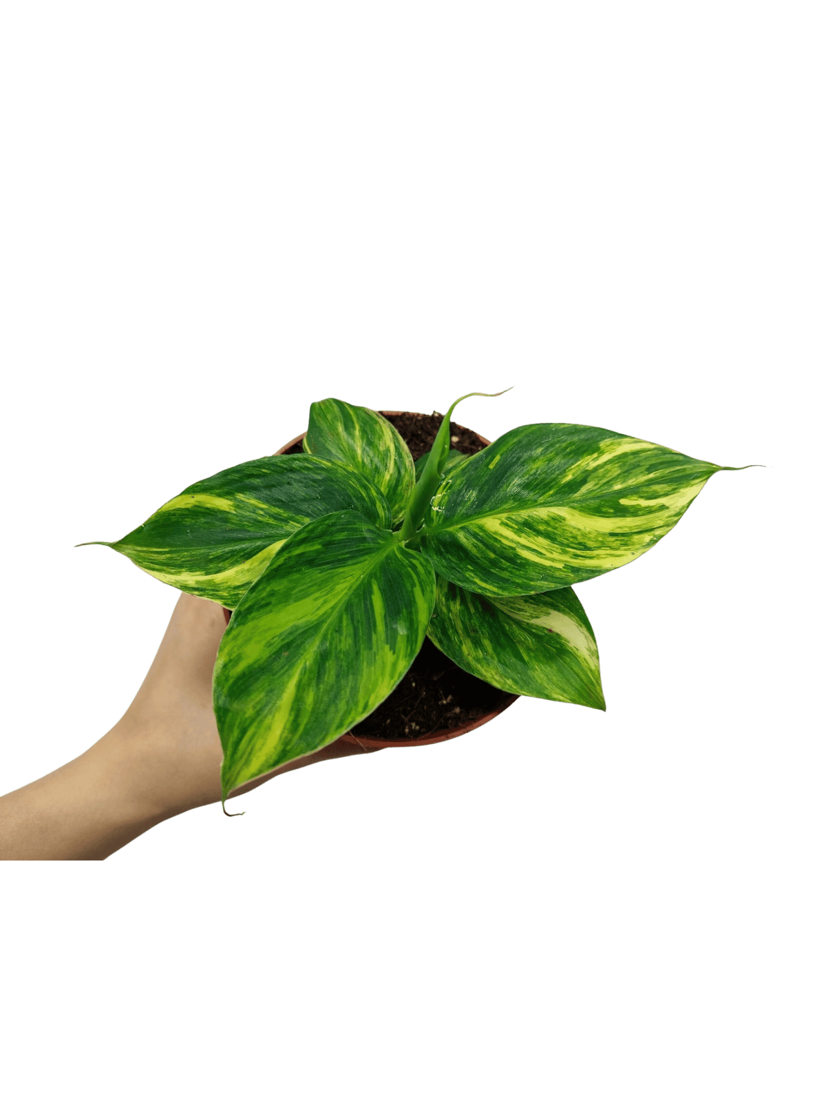 Musa Aurea