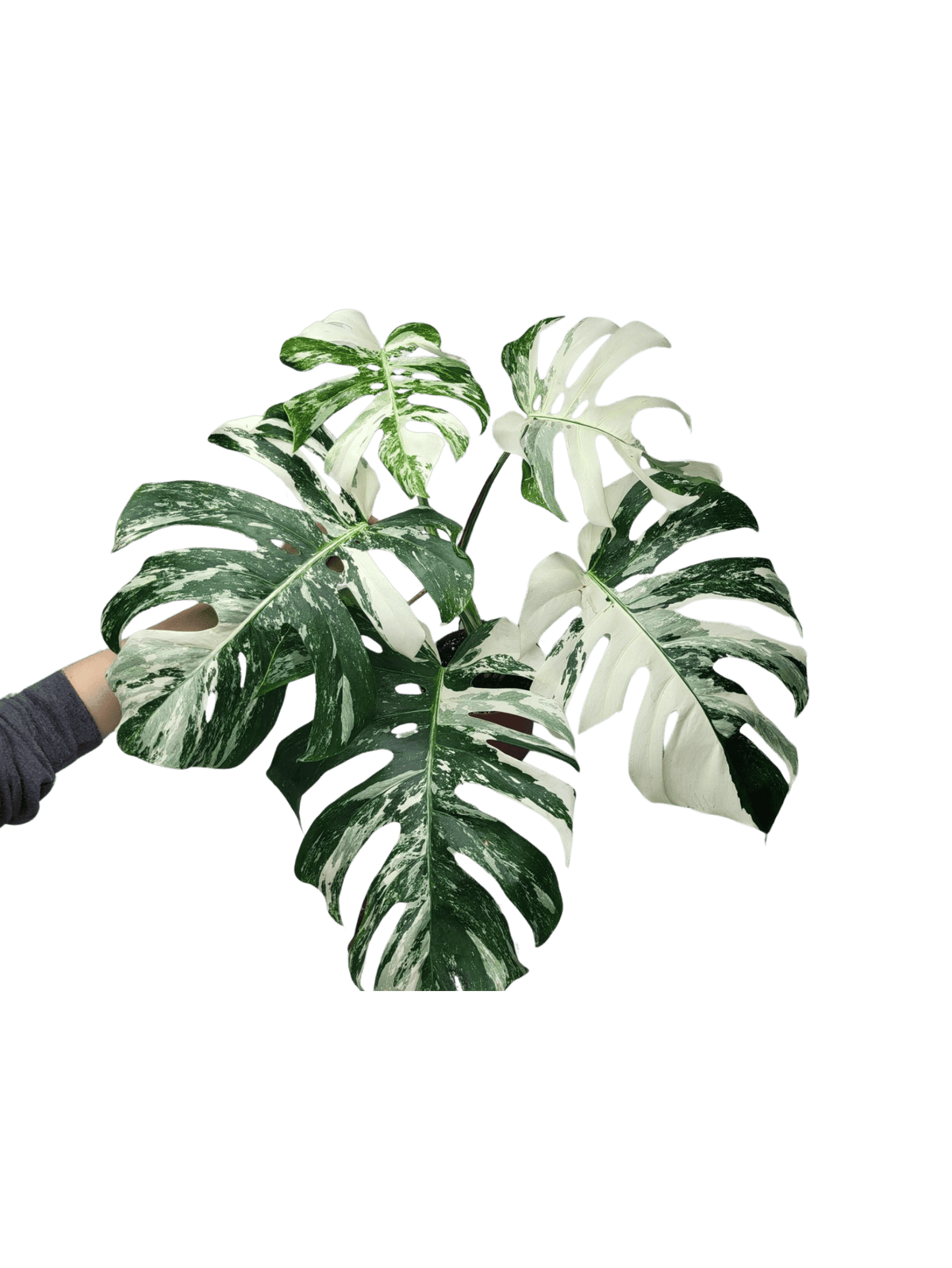 Monstera Variegata Adult