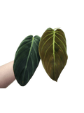 Philodendron Gigas Steckling