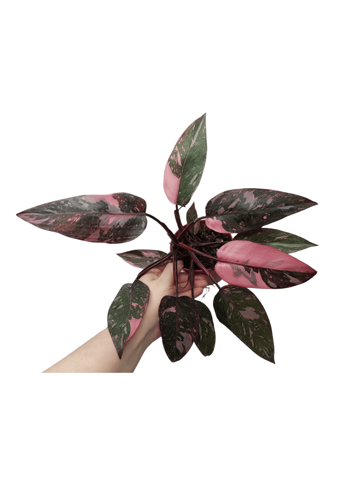 Philodendron Pink Princess Marble