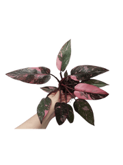 Philodendron Pink Princess Marble