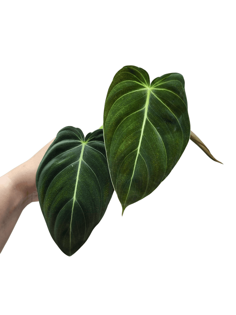 Philodendron Melanochrysum Steckling – whiteleafplants
