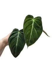 Philodendron Melanochrysum Steckling