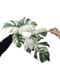 Monstera Variegata (zum aussuchen)