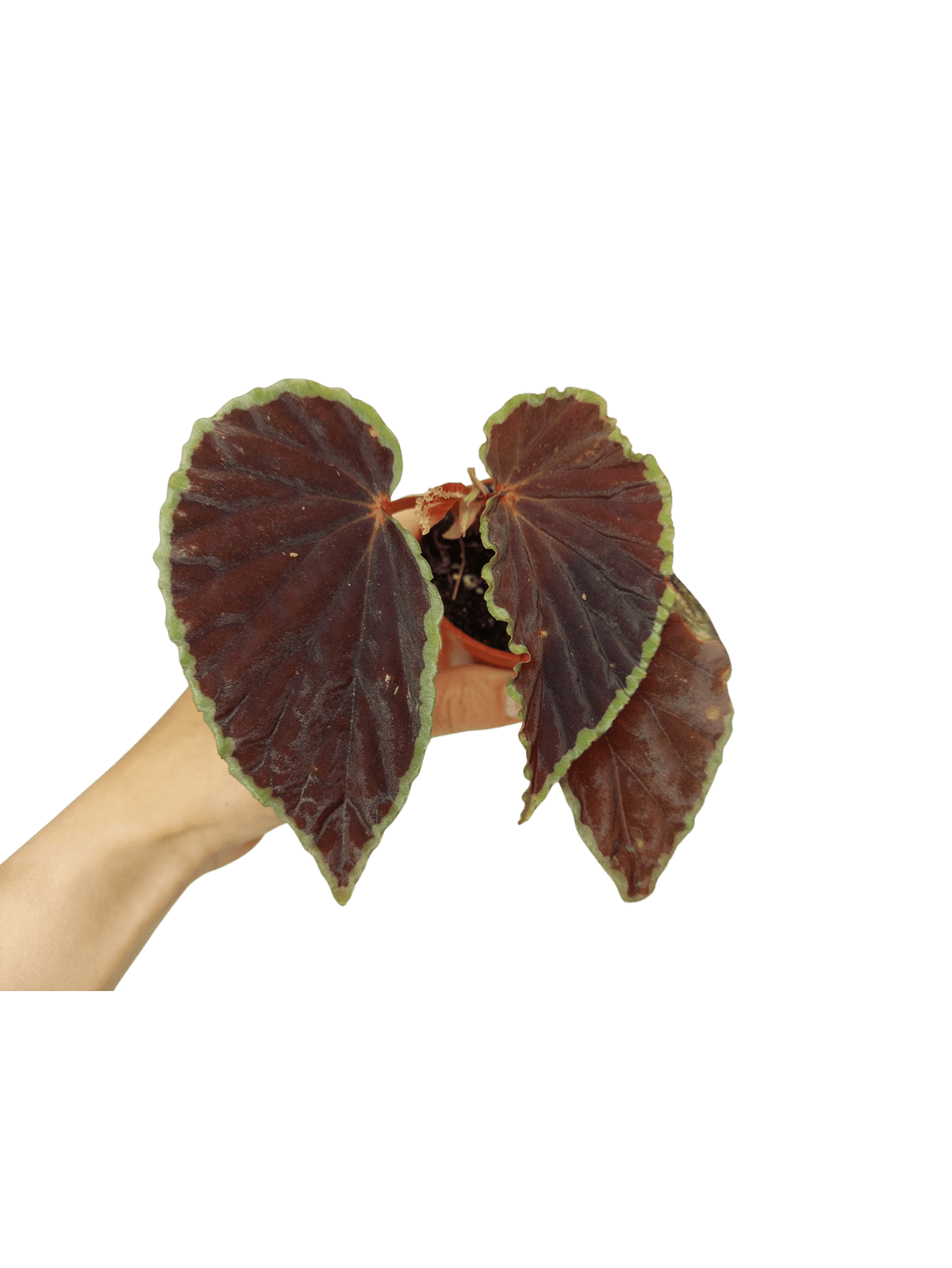 Begonia Darthvaderiana Green Spots