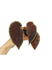 Begonia Darthvaderiana Green Spots