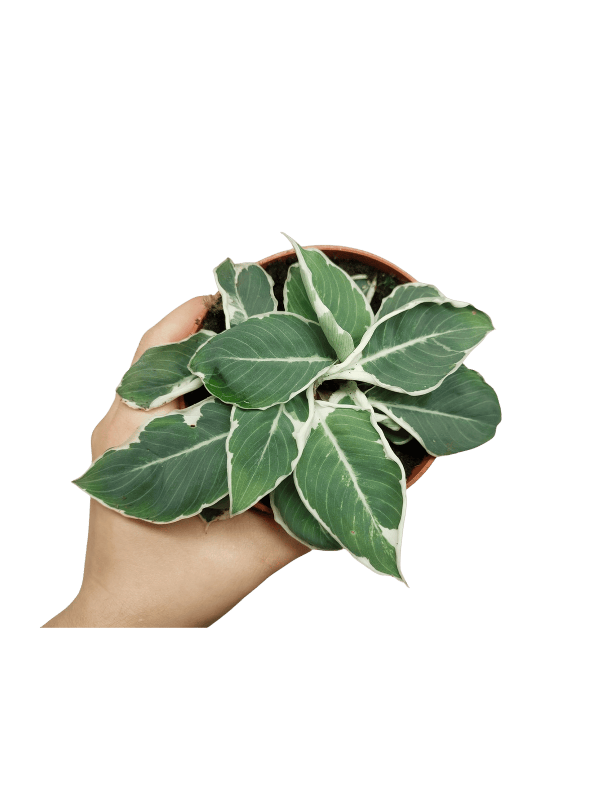 Homalomena Wallisii White Variegata