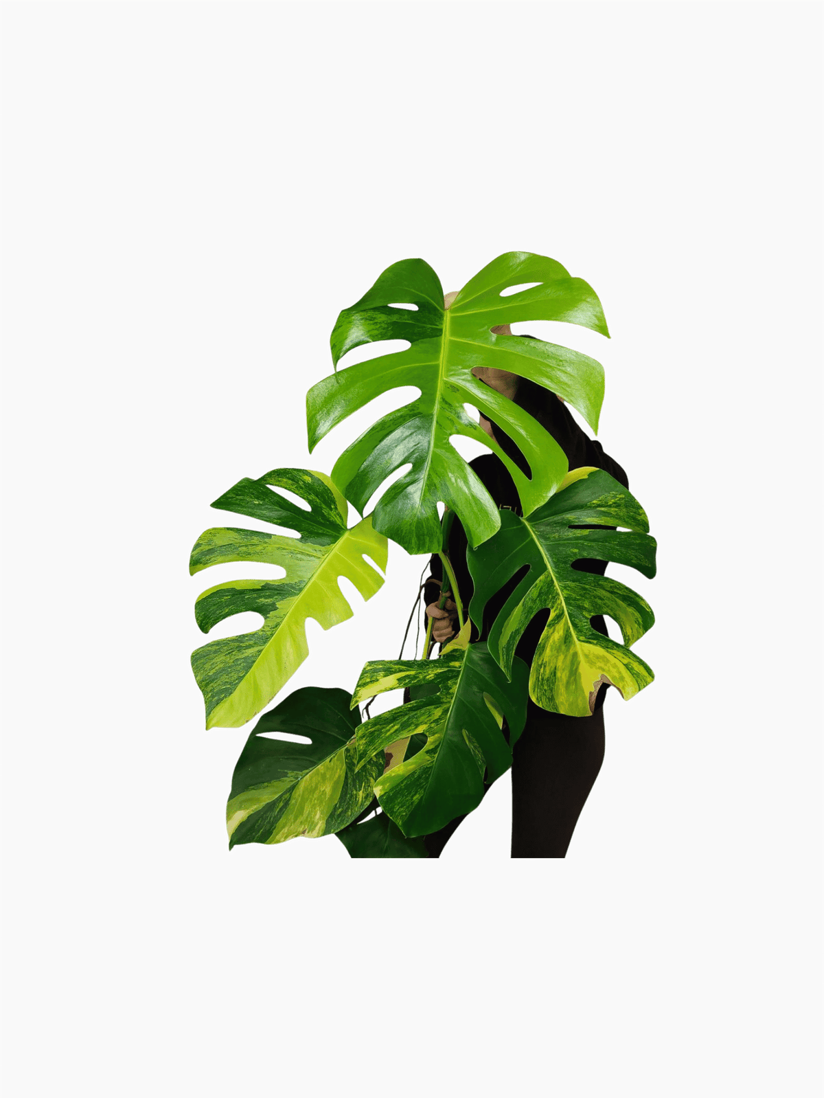 Monstera Aurea groß