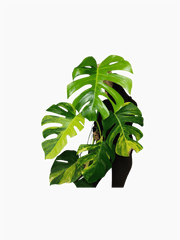 Monstera Aurea groß