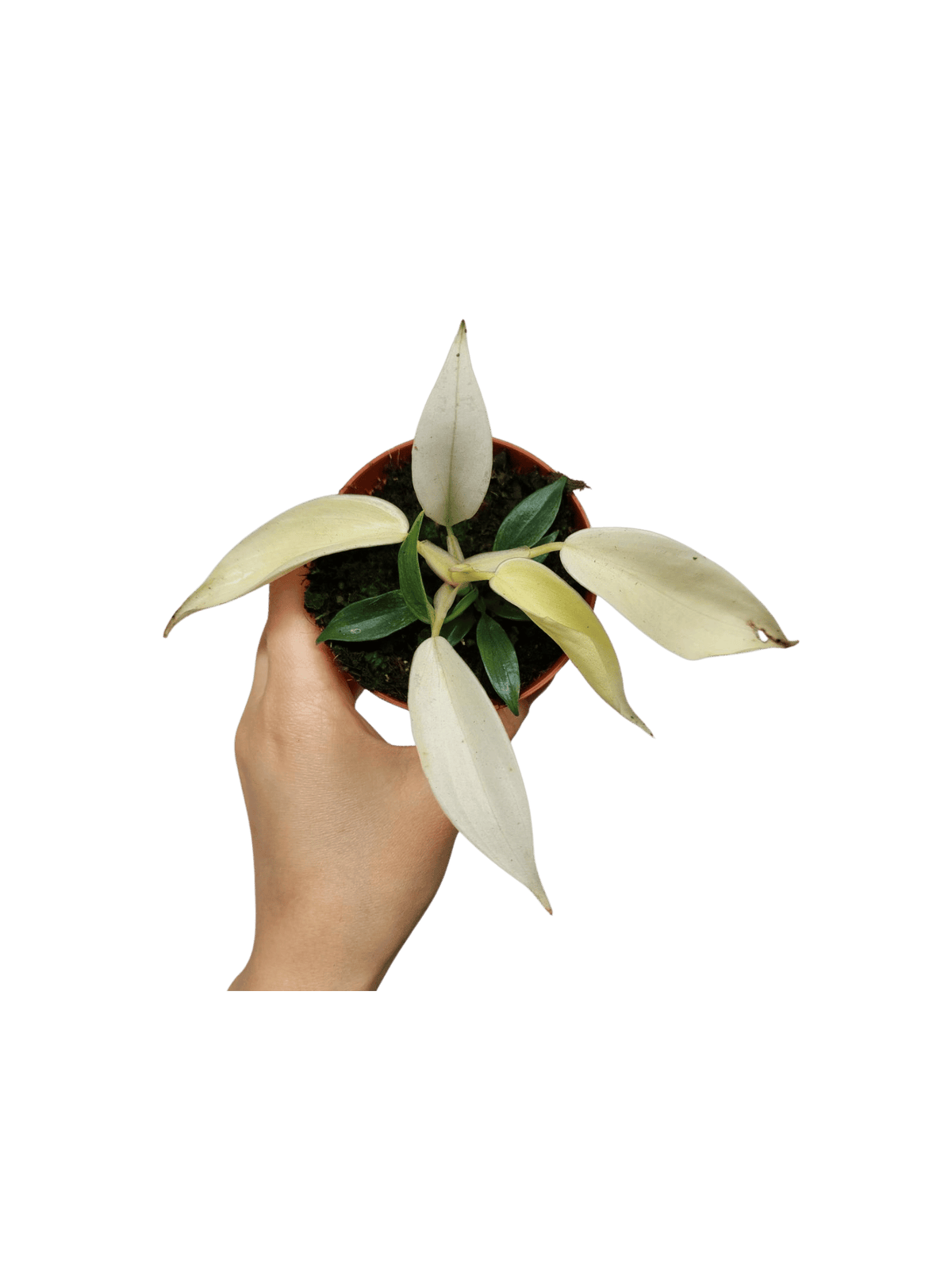 Philodendron Florida Ghost