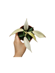 Philodendron Florida Ghost