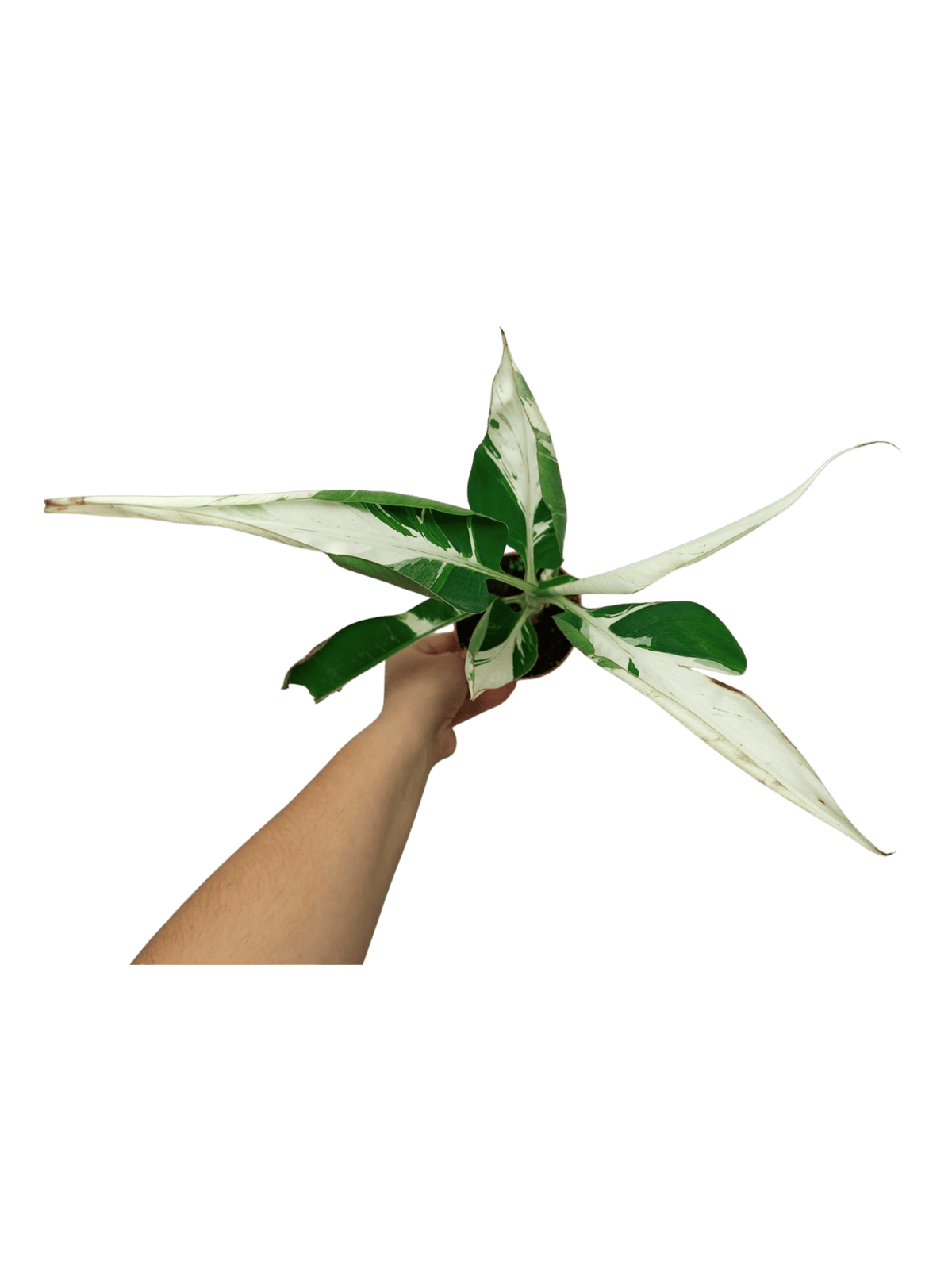 Musa Aeae Kuikawa Variegata