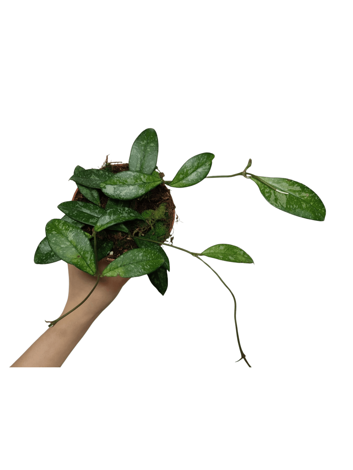 Hoya Crassipetiolata Splash