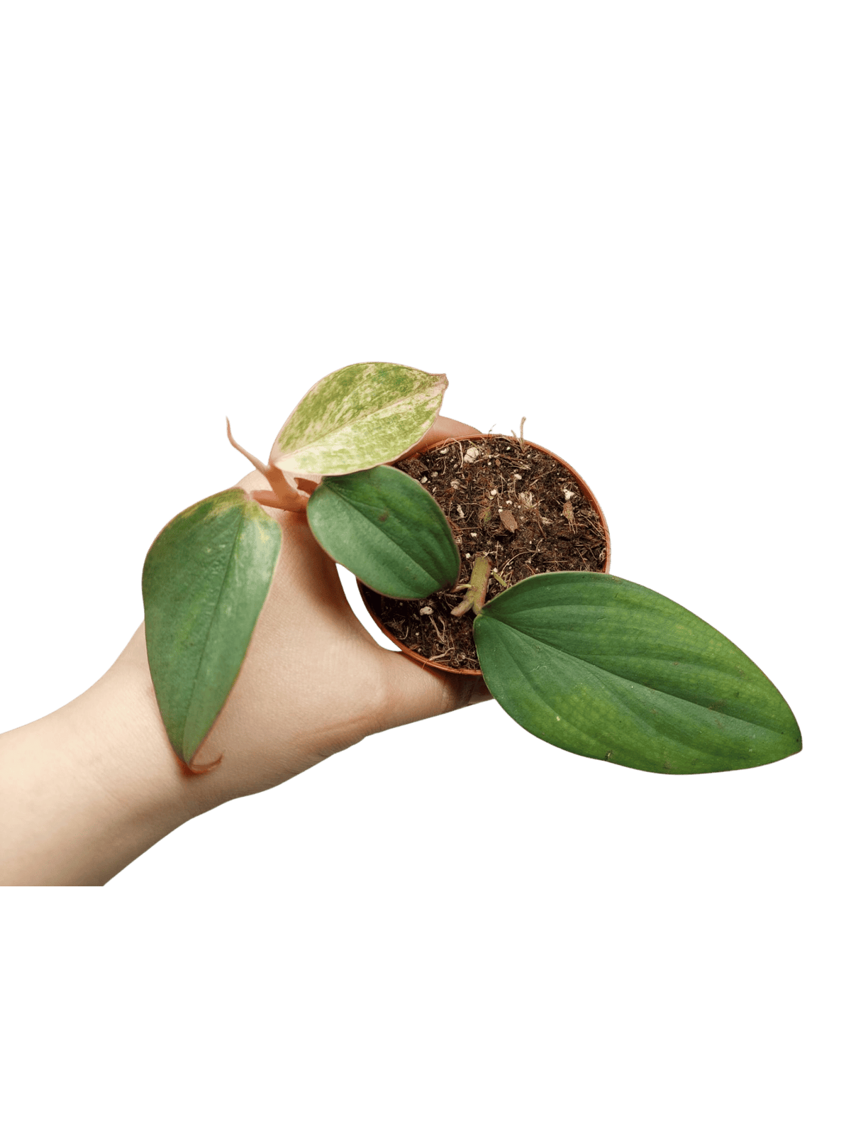 Philodendron Burle Marx Fantasy Pink Variegata