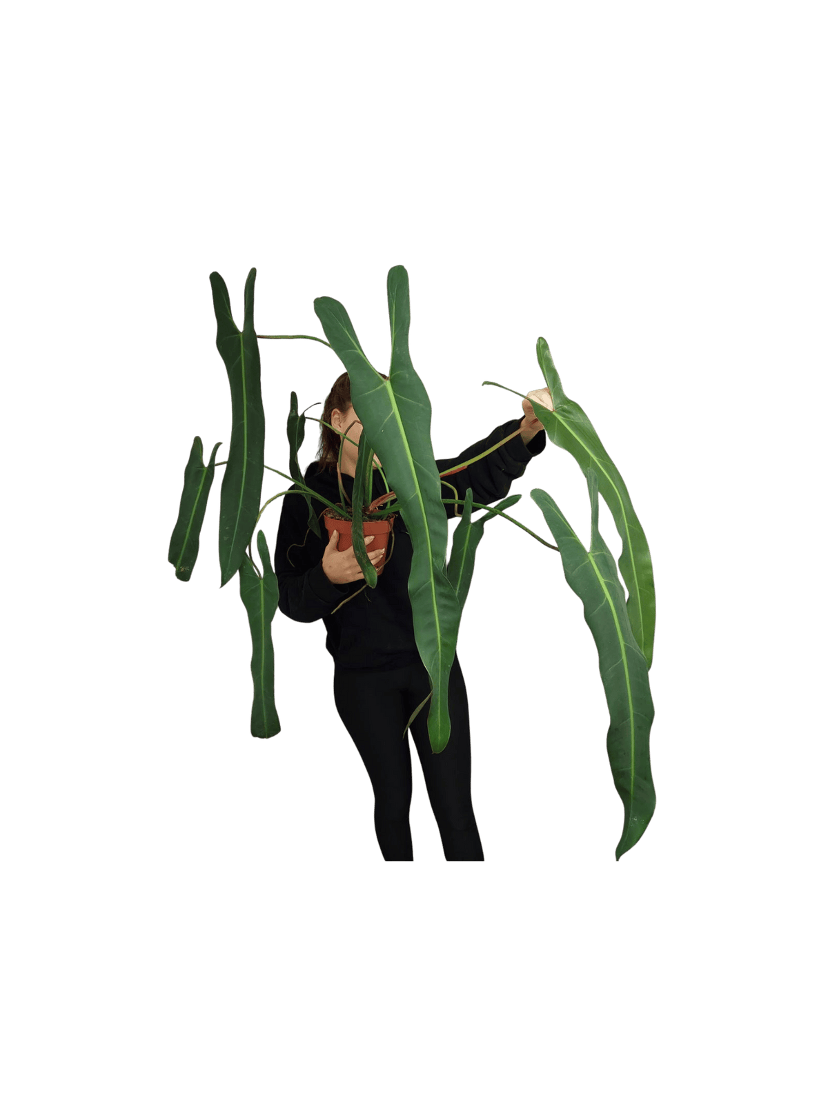 Philodendron Spiritus Sancti Adult