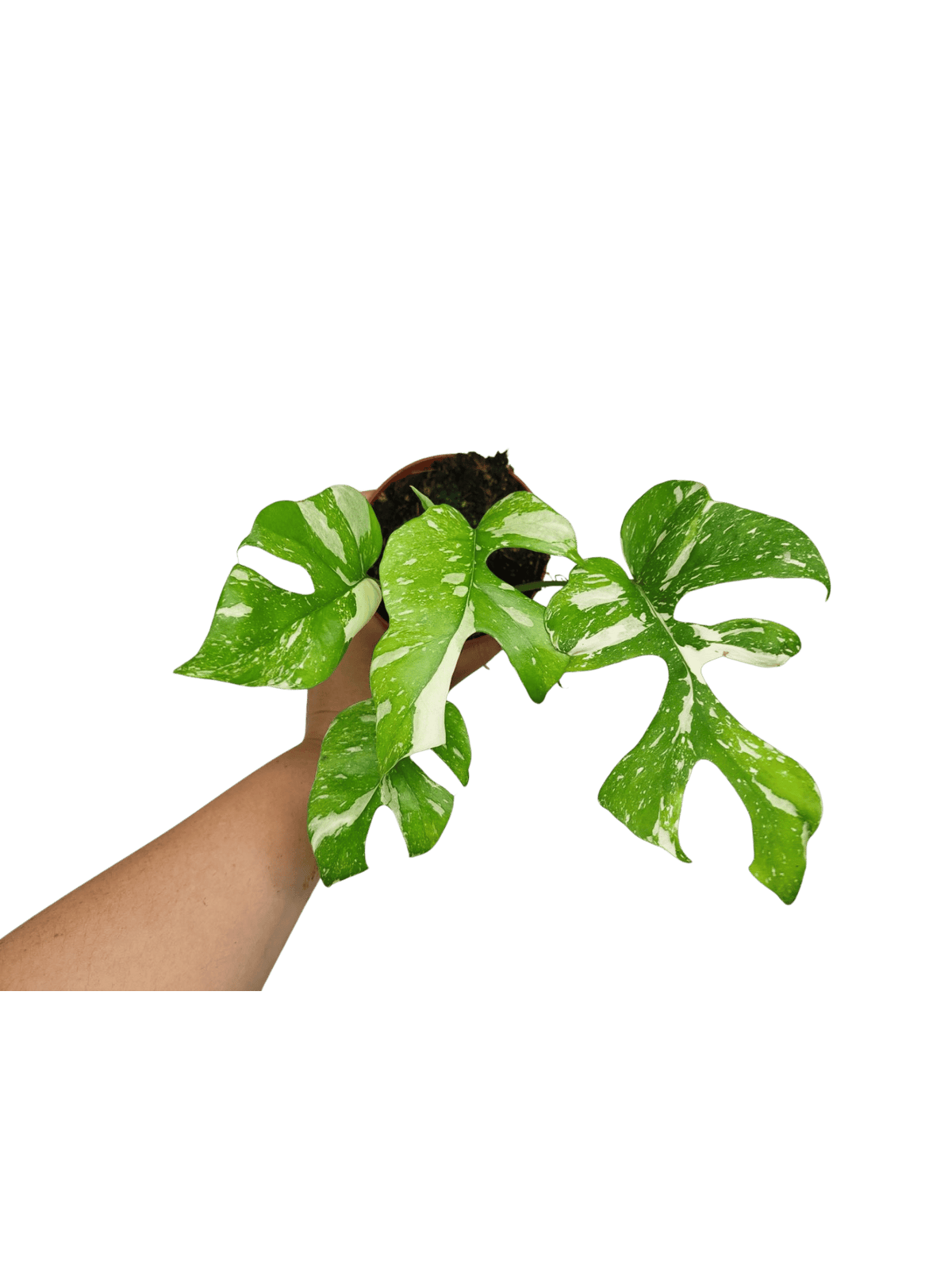 Monstera Minima (Raphidophora Tetrasperma) Thai Constellation