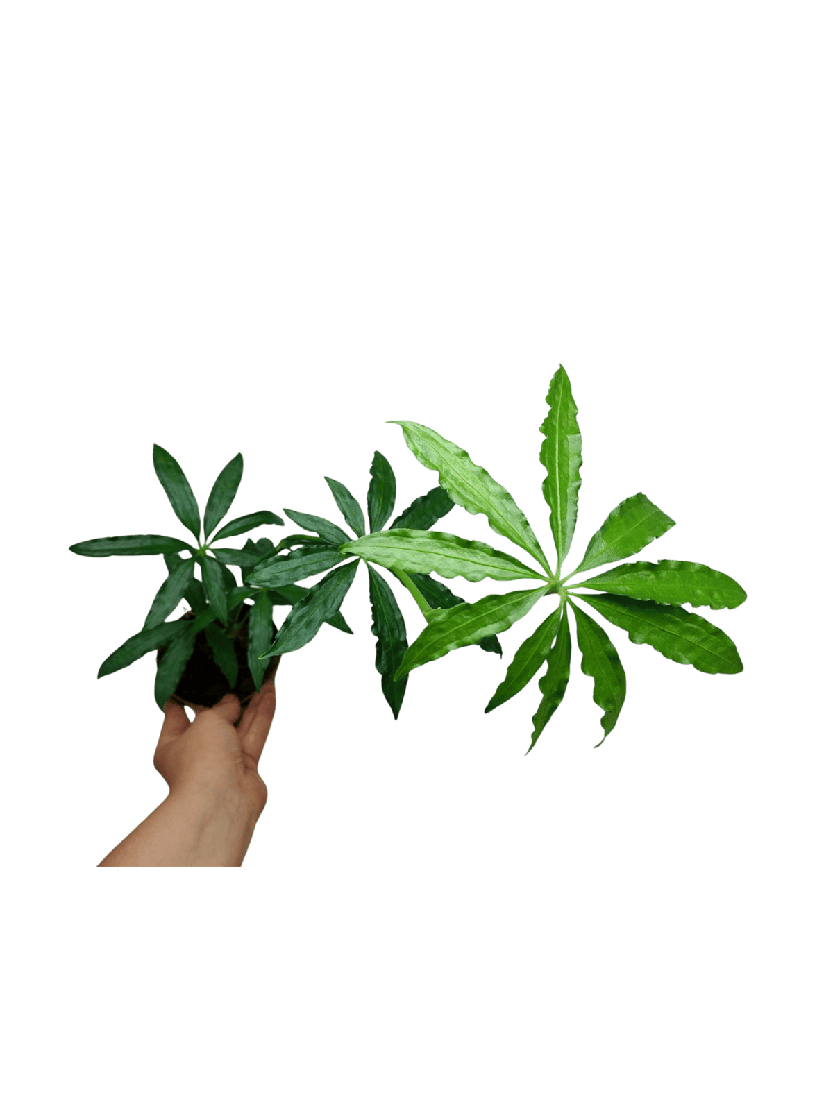 Anthurium Polyschistum