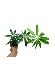 Anthurium Polyschistum