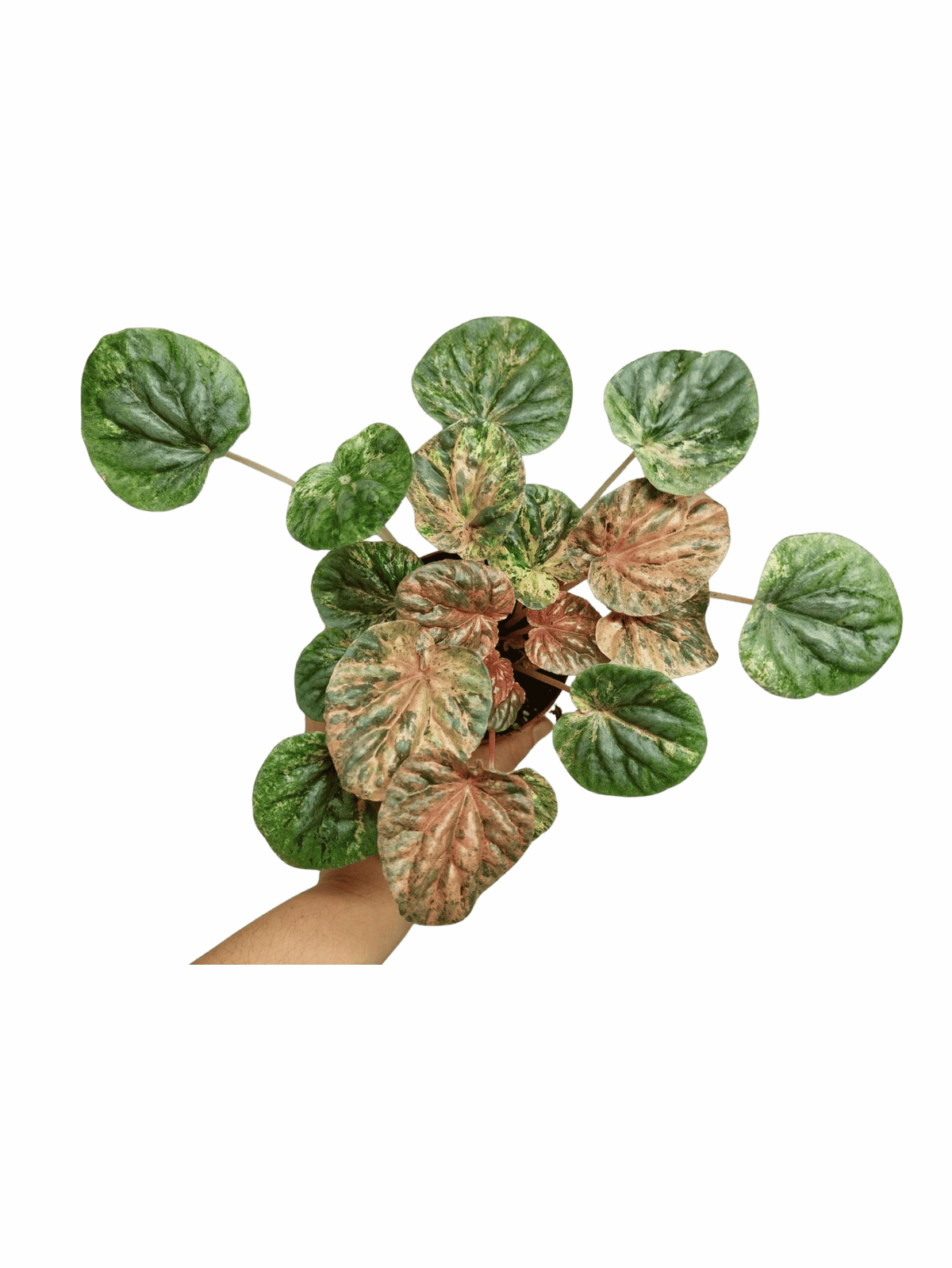Peperomia Caperata Var.