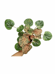Peperomia Caperata Var.