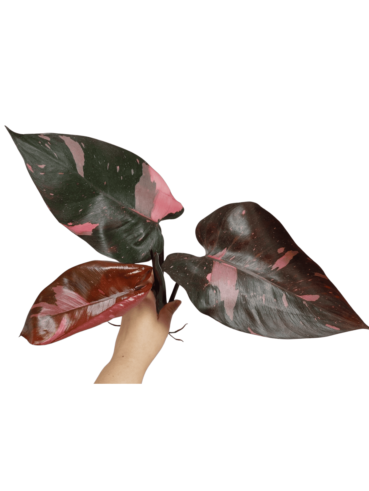 Philodendron Pink Princess Kopfsteckling